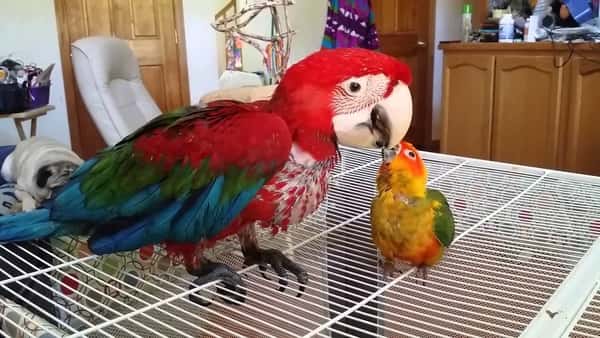 Papegøyen har fått en «lillebror». Se det herlige øyeblikket når de møtes for første gang.