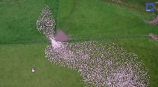 Hundrevis av får blir filmet fra luften når de gjetes inn på et nytt felt, det er utrolig flott å se!