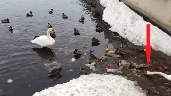 Alle fuglene svømmer i vannet, men det svanen til høyre gjør bør gi oss alle sammen en tankevekker!