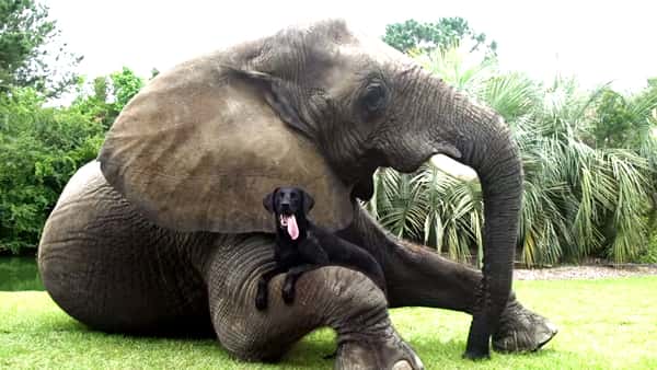 Hunden er alene med den store elefanten, men se hva som skjer. Det er helt fantastisk!