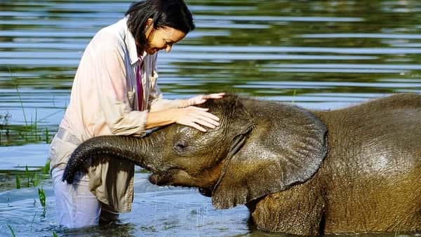 Elefantungen var nær ved å drukne og livredd for vann –  med hjelp av hunden og dyrepasseren tør den endelig å legge på svøm!