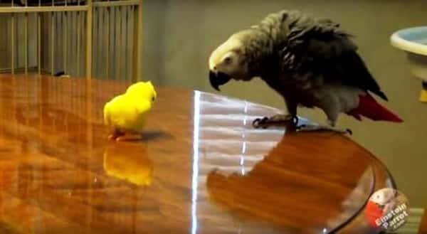 Papegøyen oppdager en påskekylling som hopper rundt på bordet – se den morsomme reaksjonen!