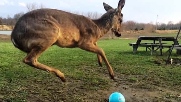 Unghjorten har aldri sett en ball før – men se når den begynner å leke med den!