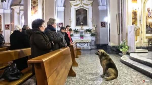 Hunden går alene til kirken hver dag – grunnen kan få hvem som helst til å felle en tåre.
