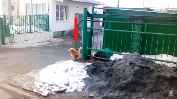 Hunden sitter spent og venter, men se hva den gjør når porten begynner å bevege på seg.