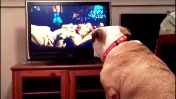 Hunden ser på en skrekkfilm, men sjekk reaksjonen når jenta på filmen er i fare!