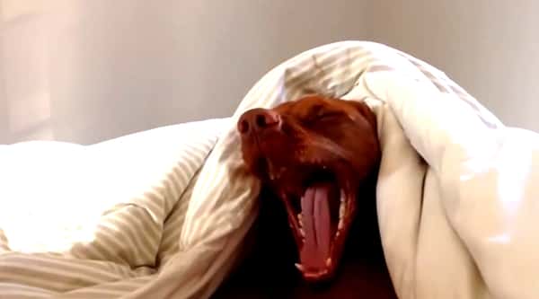 Hunden hater når han blir vekket av vekkeklokka – men se hva han gjør når den ringer!