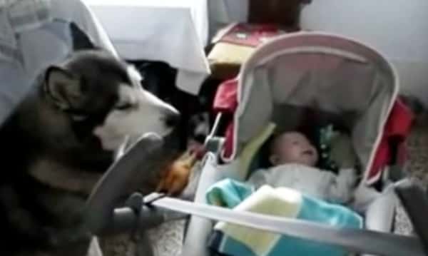 Huskyen hører at babyen gråter og reagerer på denne måten. Så skjønn barnevakt!