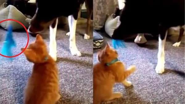 Kattungen har fått en ny leke, men se hva den gjør når den nysgjerrige hunden kommer!