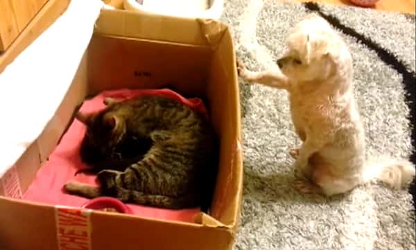 Hunden oppdager at katten gjemmer en hemmelighet, se det bedårende øyeblikket!