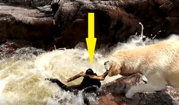 Labradoren holder på å drukne – da viser kompisen seg å være en ekte helt.