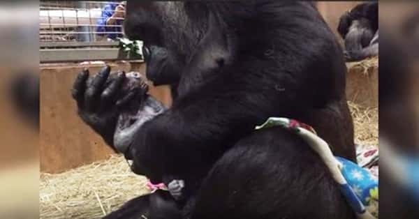 Gorillaen fødte en sønn, se det rørende øyeblikket når hun tar ham i armene sine!