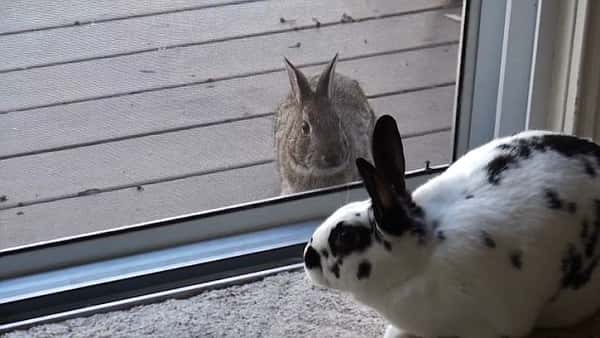 En hare får øye på tam kanin på innsiden av ruta, og blir håpløst forelsket!
