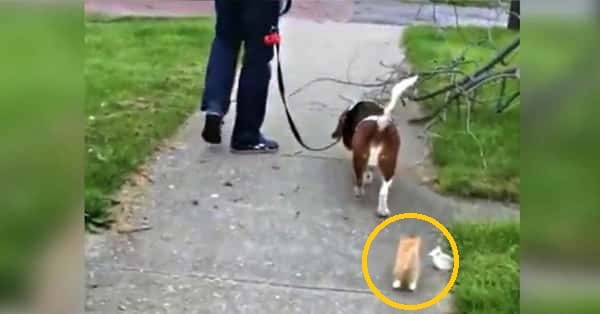 Han er ute og går tur med hunden sin, men en dag bestemmer en kattunge seg for å slå følge med dem!