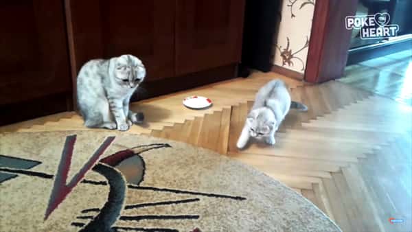 Kattene elsker å leke med teppet, men sjekk den søte reaksjonen når eieren napper i det!