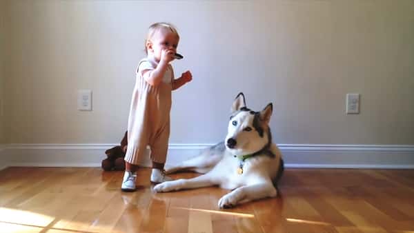 Den lille gutten spiller munnspill for hunden, men se hva han gjør når hunden synger med!
