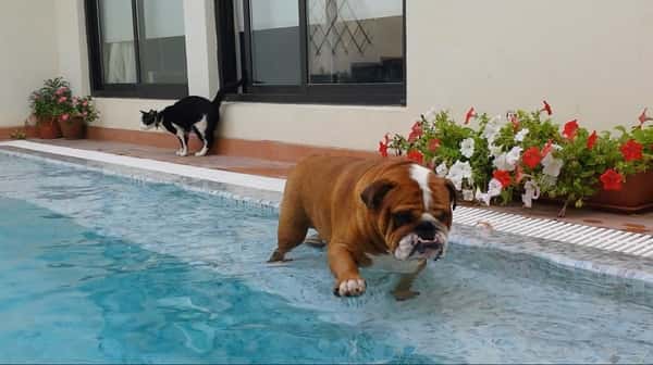 Den sjarmerende bulldoggen har så lyst på svømmetur i dag, men han må nok innse at han er for tjukk!