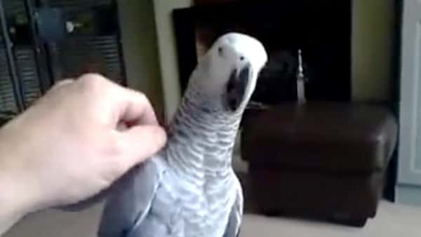 Far prøver å klappe papegøyen, men hør hva fuglen sier til ham da!