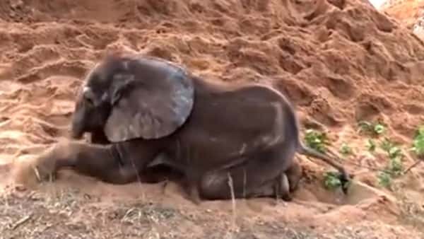 Elefantungen var syk, deprimert og utstøtt av flokken, men se hvem som dukker opp og gjør livet hans verdt å leve!