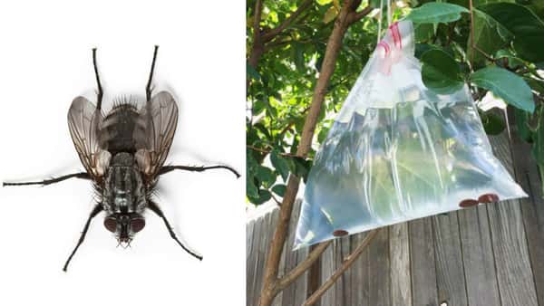Er du lei av irriterende fluer – skrem dem vekk med dette enkle trikset i sommer!