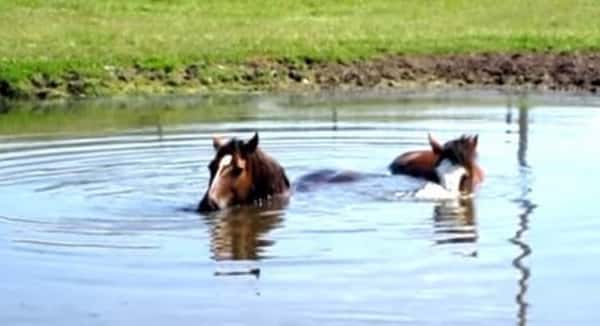 Hestene kjøler seg ned med et bad – men visste du at de kan blåse bobler i vannet?