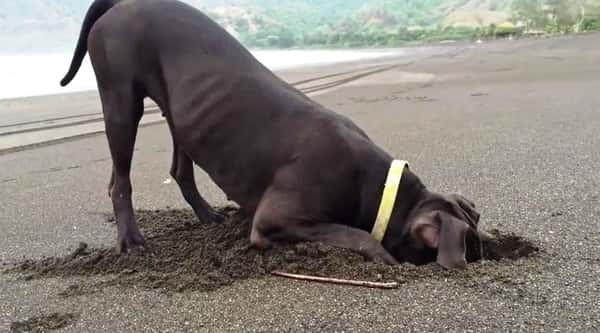 Hunden graver et hull i sanden, og er lykkelig når hun finner en ny venn!