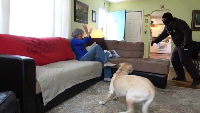 Hun blir «overfalt» hjemme hos seg selv, men vil hunden forsvare henne?