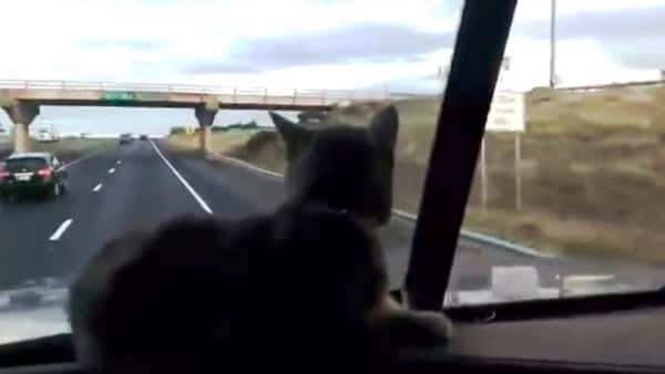 Pus elsker å være med far å kjøre lastebil, men se den søte reaksjonen når de nærmer seg en bro!