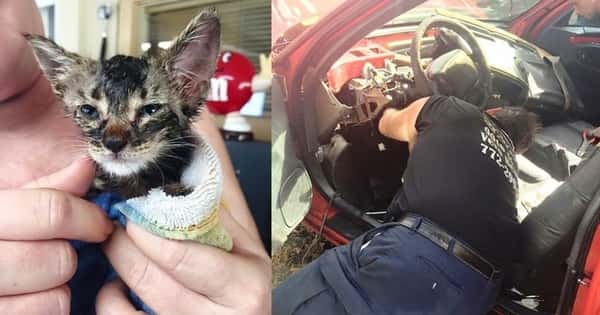 Familien ofret bilen sin for å redde kattungen, og det angrer de ikke et sekund på!