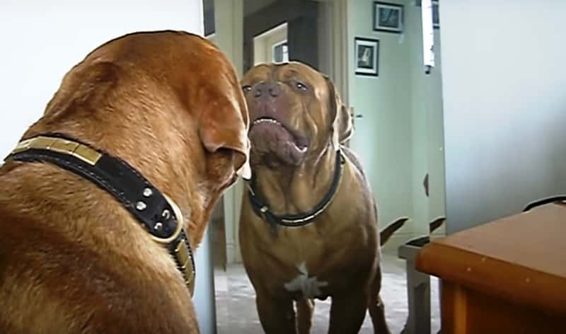Denne hunden får øye på sitt eget speilbilde for første gang, og liker ikke det han ser!