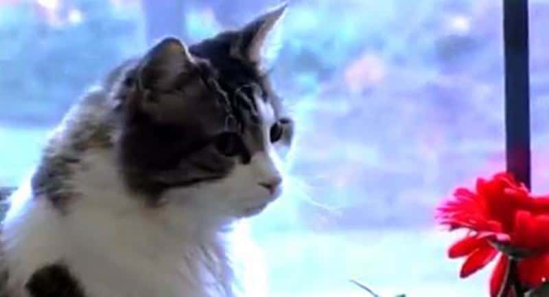 Katten Oscar bor på et sykehjem, og sykepleierne blir overrasket over hans uvanlige evne!
