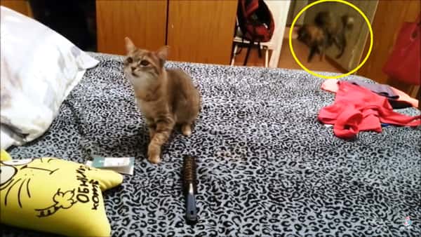 Kattungen som sitter i sengen nyser, men hold øye med broren i bakgrunnen!