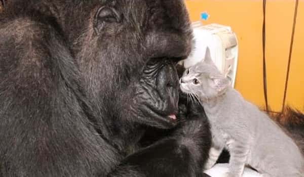 Gorillaen Koko som kunne tegnspråk og elsket kattunger er død – hvil i fred Koko!
