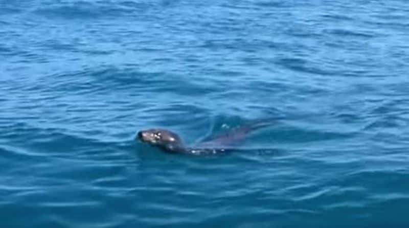 Selen leker i bølgene når det plutselig dukker opp en hval – det som skjer er helt utrolig!