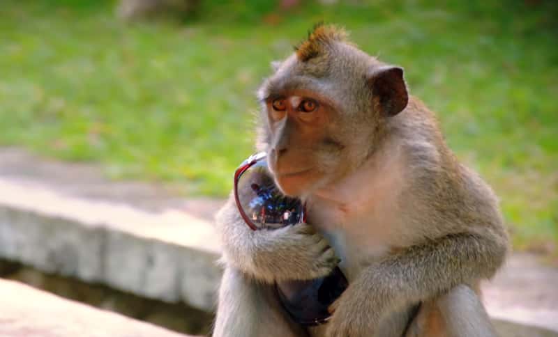 Disse apene har en svært utspekulert måte for få folk til å gi dem mat!