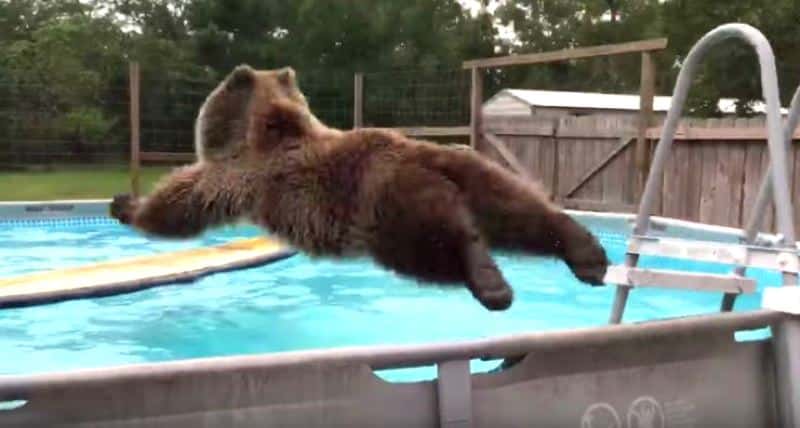Bjørnen stuper ut i bassenget med et digert mageplask, se hvor fornøyd han er når han har kommet seg i vannet!