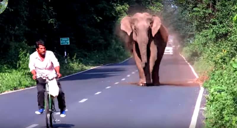 Elefanten jager en syklist, så ser hun ut til å ville angripe bilene – men det hun egentlig vil er fascinerende!