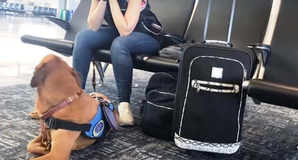 Hun begynner å skjelve på flyplassen, se hvordan hunden reagerer umiddelbart!
