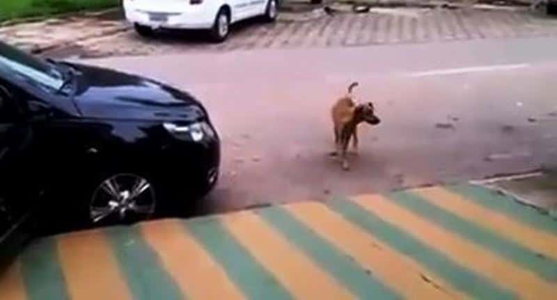 Han ser hunden når han parkerer, men han hadde aldri sett for seg at den skulle gjøre dette!