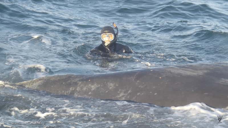 Han brukte fem timer på å redde hvalens liv – måten hvalen takket ham på er helt fantastisk!