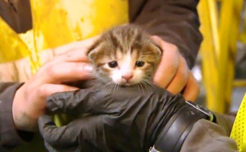 Kattungen var nære på å havne i den store søppelkvernen, men takket være en observant ansatt gikk det heldigvis bra med pusen.