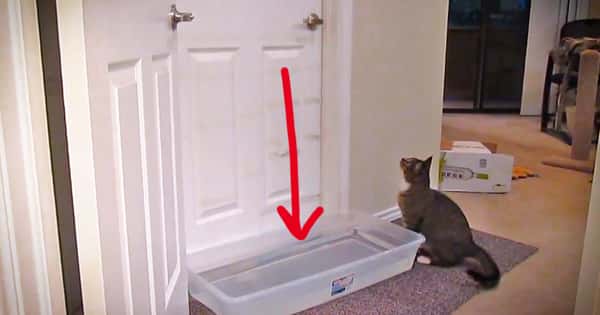 Familien er lei av at katten kommer seg inn på soverommet, og setter vann utenfor døren. Det katten gjør da?