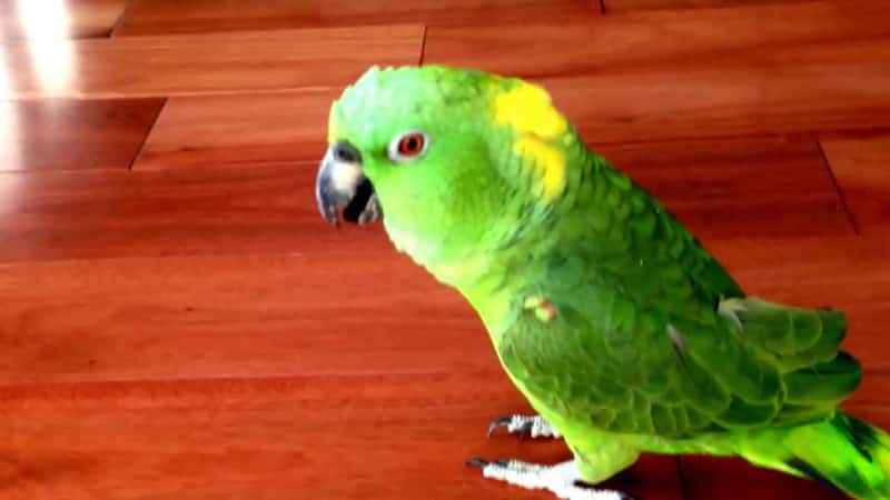 En god latter forlenger livet og denne papegøyen har virkelig en smittende latter!