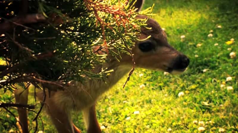 Moren til rådyrkalven dukket aldri dukket opp, da tok hunden på seg rollen som reservemamma!