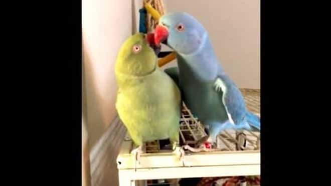 De to fuglene liker å kysse hverandre, men hør på lyden de lager da!