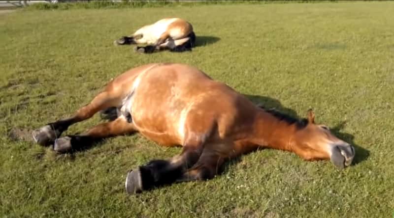Hestene ligger og slapper av på jordet, når bonden kommer nærmere må han bare le!