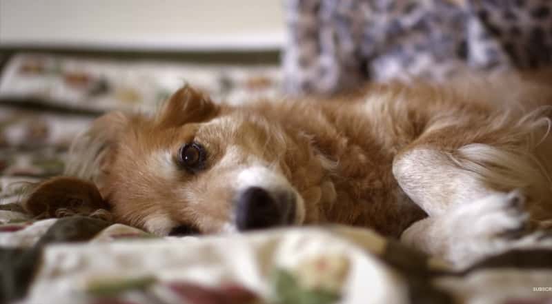 Hun så at hunden var lei seg, når hun forsto hvorfor innså hun hvor sterke bånd de hadde! ❤️