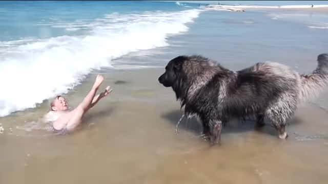 Hunden følger nøye med når jenta bader, med se hva den gjør når bølgen skyller over henne!