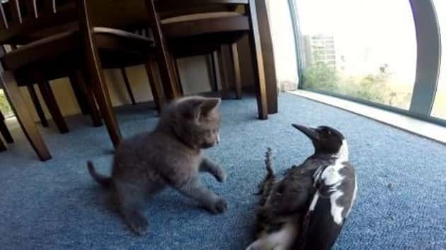 Kattungen har fått en uvanlig venn, se hvor morsomt de leker i sammen!