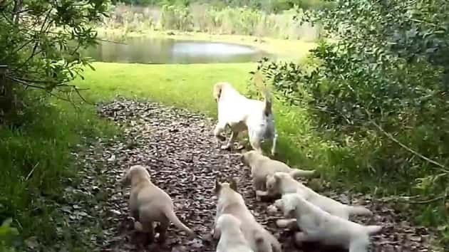 Labradorpappa tar med valpene sine til dammen, se hvor søte de er når han lærer dem å svømme!
